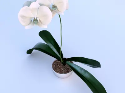 Orchid in pot 3D model