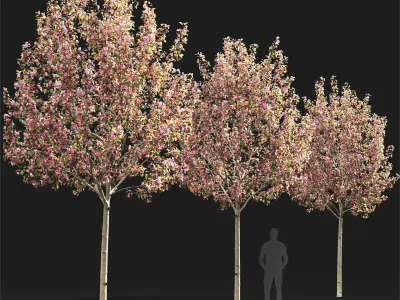 Malus flowering 8 3D model