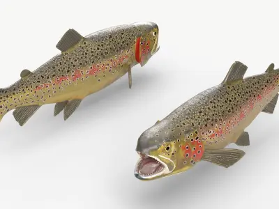  Freshwater Fish Collection 