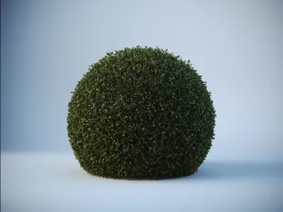 Buxus Sempervirens - Boxwood 3D model