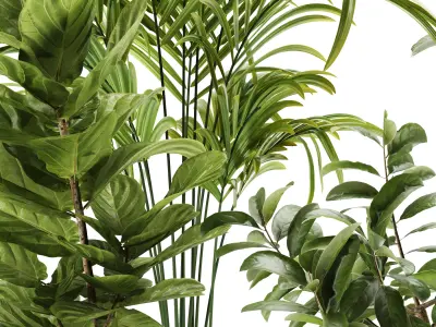 Indoor Plant – Set003