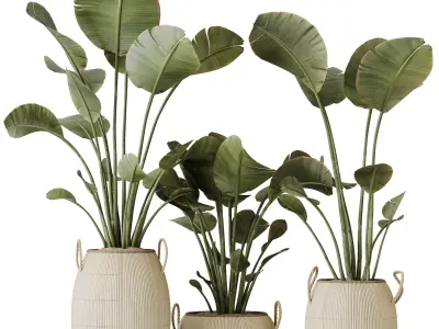 Plants Ravenala Banana Strelitzia Nicolai Bird Of Paradise Set09 3D model