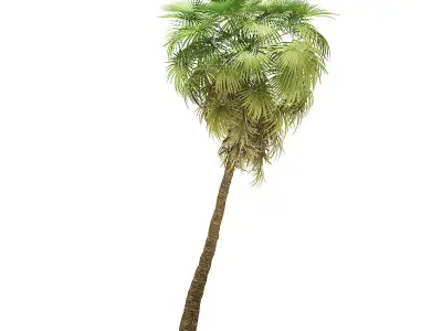 California Palm Tree 3D Model 10m 3D model