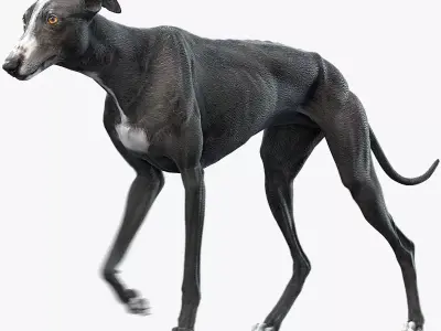 Greyhound Black Animated 3D model