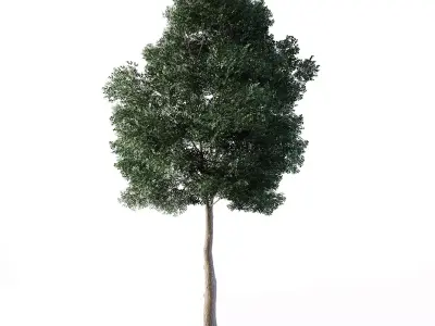 Small Leaved Lime Tree 5m Low-poly 3D model