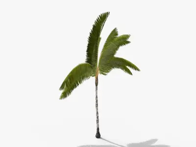 Coconut Palm Tree 3698-3 Free low-poly 3D model