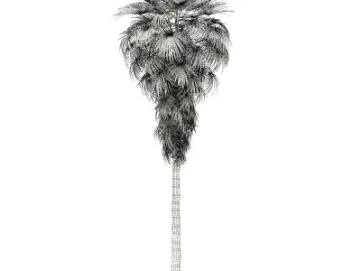 California Palm Tree 3D Model 12m 3D model