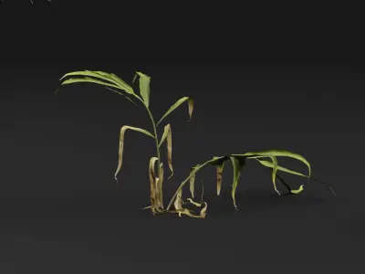 Ginger plant 3D model