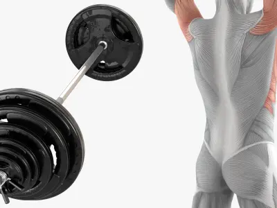  Male Muscular System Big Collection 