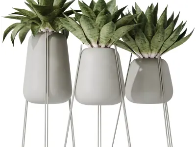 HousePlants Snake Green Sansevieria Trifasciata Robusta Set02 3D model