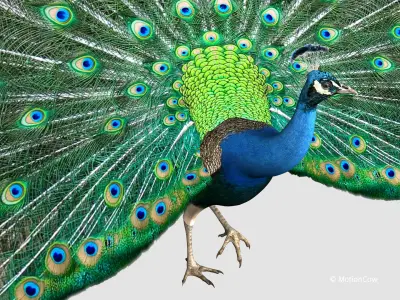  Peacock 