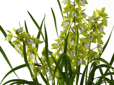 Cymbidium in floor vase 3D model