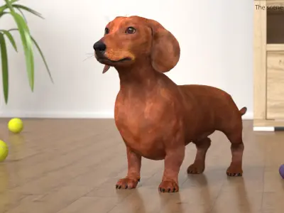  Smooth Dachshund Dog with Red Coat Fur for Maya 