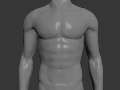 Male Mannequin Torso 3D model