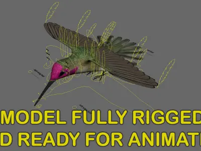  Anna's Hummingbird (Animated) 
