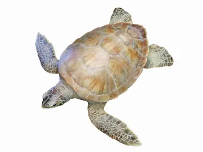  Green Sea Turtle Anatomy 