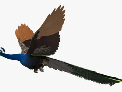  Pavo Cristatus "Indian Peacock" 