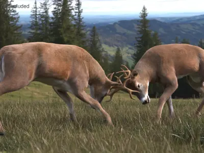  Whitetail Buck Fighting Fur 