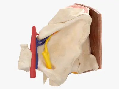  Human Eye Anatomy Cross Section 