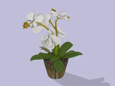 butterfly orchid Low-poly 3D model