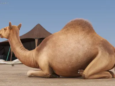  Resting Camel with Fur 
