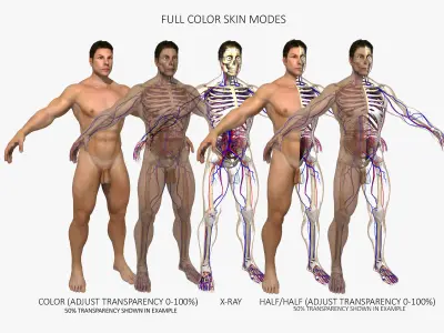 Ultimate Complete Rigged Male 3D model