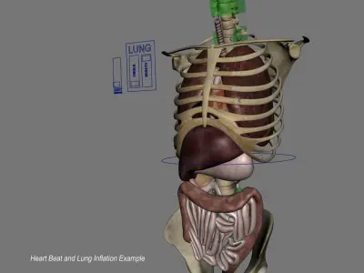 Human Skeleton Torso With Internal Organ Anatomy Rigged 3D model