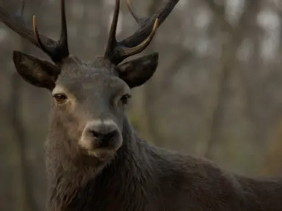  Stag Rigged Blender 