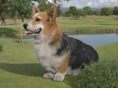  Tricolor Welsh Corgi Pembroke Fur for Maya Rigged 