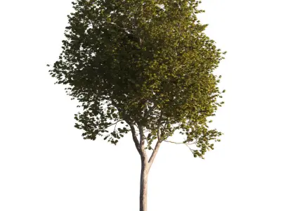 Platanus x hispanica XL size 5 different models 3D Model Pack