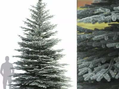 Picea Pungens 08 3D model
