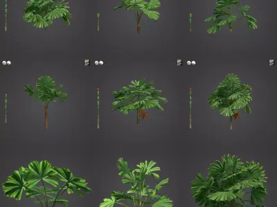 2021 PBR Queensland Fan Palm Collection - Licuala Ramsayi  3D model