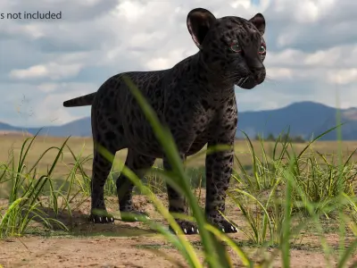  Black Leopard Cub Playing Animated Rigged 