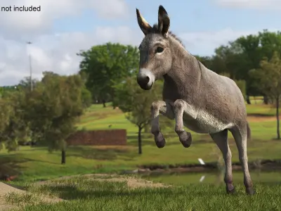  Short-Haired Pack Donkey Fur Rigged for Maya 