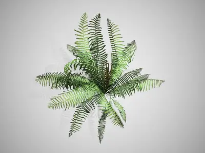 Cinnamon Fern bush Low-poly 3D model