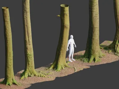 PBR 8x Beech Tree Trunk Real Scan Roots Collection Low-poly 3D model