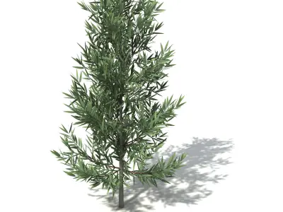 XfrogPlants White Kauri 3D model