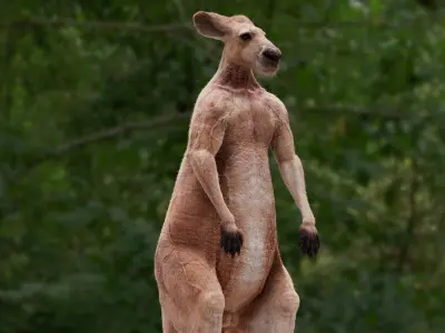  Kangaroo 
