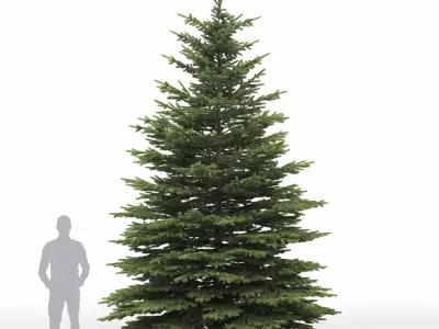 Picea Pungens 09 3D model