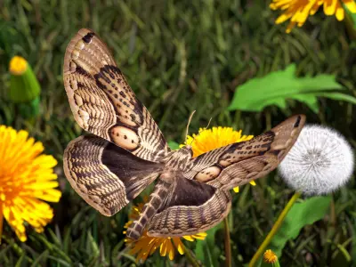  Animated Owl Moth Flight Rigged for Maya 