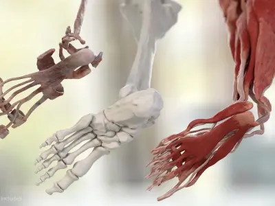  Male Leg Full Anatomy and Skin 