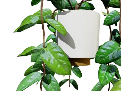 Indoor Hoya potted plants collection Low-poly 3D model