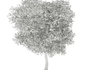 Olive Tree with Fruits 3D model