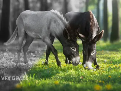 Donkey Animation VFX Grace 3D model