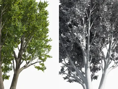  Eleven Trees 3 (+Growfx) 