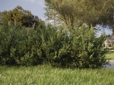  Olive Tree Collection - Include GrowFX and Mesh file 