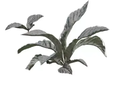 Tropical Broadleaf Ground Plant Pack  Low-poly 3D model