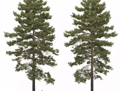 Pinus Sylvestris 34 3D model