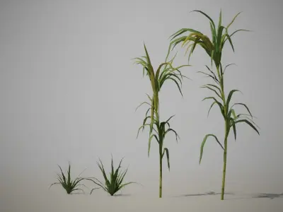 Sugar Cane 3D Models Low-Poly Crops Low-poly 3D model