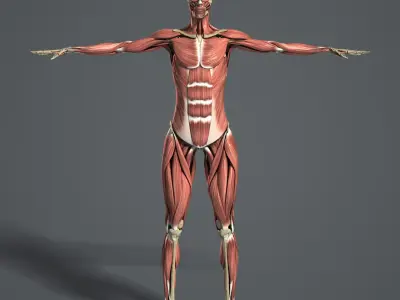  MAYA RIGGED Female Body, Muscular &amp; Skeletal Systems Anatomy 3D Model 